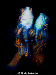 Mating Mandarin Fish, taken at Lembeh Olympus EPL-1 with1... by Budy Lukman 